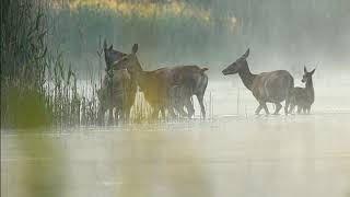 Oberlausitz  einzigartige Natur im Teichgebiet [upl. by Eceinwahs]