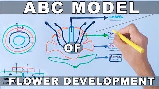 ABC Model of Flower Development [upl. by Acirretahs476]