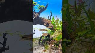 Fish  Rasbora ikan schooling lokal Kalimantan Aquascape [upl. by Marih29]