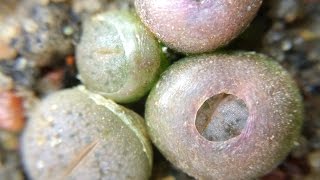 Lithops gracilidelineata ssp gracilidelineata cv quotCafe au Laitquot C309A First Leaves and Time Lapse [upl. by Tana]