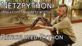 Netzpython Reticulated Python Malayopython reticulatus Reptilium  Folge 5 with English subtitle [upl. by Eyeleen7]