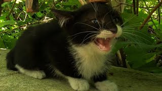 Tiny But Angry Kitten Scaring a Grown Cat by Meowing and Hissing [upl. by Riley549]