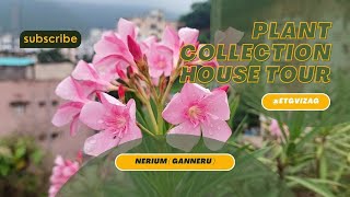 Nerium Plant and Tips  flowers nerium oleander garden [upl. by Irami]