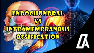 Endochondral vs Intramembranous Ossification  Growth amp Development  Orthodontic Atheneum [upl. by Abrahamsen205]