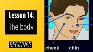 Beginner Levels  Lesson 14 The Body [upl. by Aneehsirk]