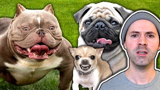 Deformed Dog Breeds That Should Go Extinct [upl. by Esorbma]