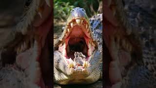 Crocodile with new dental cleaning team😀😀😀 [upl. by Moazami]