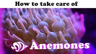 Sea Anemones A How to Guide for Selection Care and Feeding [upl. by Hoashis716]