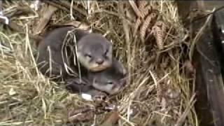 Otter pups in nest box [upl. by Remas]