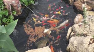 Koi and Goldfish Love PondMarket Steak Mix Bulk Koi and Goldfish Food [upl. by Bergstein168]