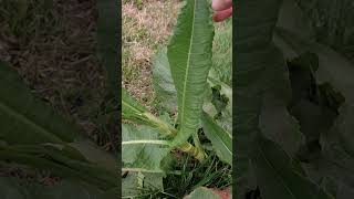 Planta lengua de vaca Knautia arvensis en primavera plantas [upl. by Blandina617]