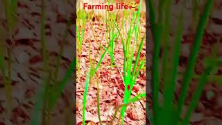 Farming song life🥰🥰 [upl. by Oneida]