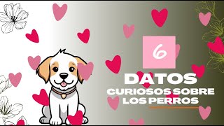 6 Datos interesantes de los PERROS [upl. by Castle]