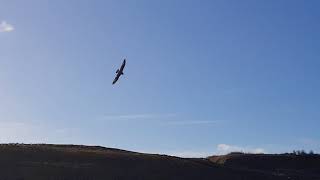 Falcon chasing a gull [upl. by Asalocin]