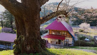 JG8K HDR 福島 いわき市の名桜 FukushimaSakura in Iwaki City [upl. by Kella]