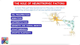 Neurotrophic Factors The Brain’s Lifelines [upl. by Kcirred148]