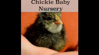 Our Chickie Baby Nursery [upl. by Llenoil]