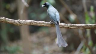 Racket tailed Treepie Thailand [upl. by Llednyl]