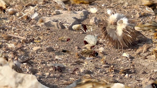 נמלת קציר אגירת מזון לחורף 🐜 Messor Ants TeamWork [upl. by Kentiga569]