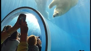 Polar Bears Assiniboine Park Zoo Winnipeg Manitoba Canada [upl. by Hanad]