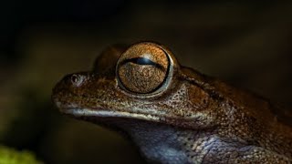 Life cycle of frog 🧬 unreal Life of frog complete Life cycle of frog  frog breeding process [upl. by Fabi]