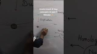 What are Sister and Non sister Chromatids Crossover and Tetrad Structure [upl. by Chester]