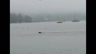 English Bay Pinniped [upl. by Norrahs]