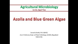 Azolla and BGA  Azolla and Anabaena azollae symbiosis  Symbiotic nitrogen fixation  Biofertilizer [upl. by Ahsemit194]