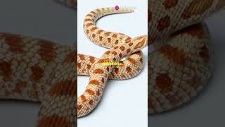 Hognose Care 101 ReptileCare TankSetup ReptileLovers hognosesnake ai [upl. by Shah466]