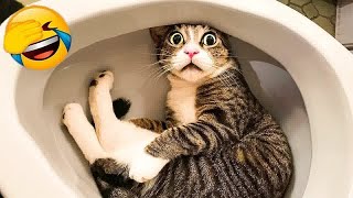 🤣 Adorable Pets Doing the Funniest Things 🐕 Funniest Catss 🙀 [upl. by Eward]