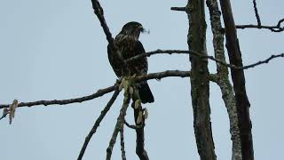 030124 1 Black Merlin Eating Tukwila Wa 7618160 [upl. by Eartha74]