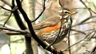 Дрозд Белобровик поет Song Redwing Bird [upl. by Epuladaugairam]