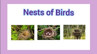 Nests of Birds  Teaching ideas for parents [upl. by Aisetra]