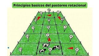 Pastoreo rotacional  Principios básicos 🌱👨🏻‍🌾 [upl. by Reagen]