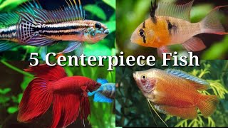 Top 5 Centerpiece Fish for Small Aquarium  58 [upl. by Edana]