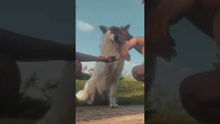 Love 🐾🐶😍 fypシ゚viral shorts trending dog pets [upl. by Anilyx85]