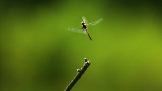 Dragonfly in ultra slow motion [upl. by Ortrud]