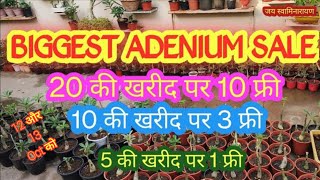 Adenium Sale At Akshar Plants amp Planters  Buy Adenium AdeniumForSale CheapestAdeniumNursery [upl. by Dumond325]