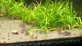 Corydoras sp cw111 [upl. by Audy599]