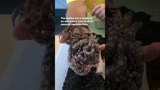 Incredibly rare snake birth produces 14 baby boas Shorts [upl. by Gan370]