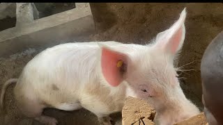 WHAT IS THE POTENTIAL OF PIG FARMING IN KENYA [upl. by Naesad]