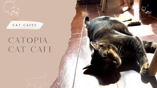 Catopia Cat Cafe [upl. by Koran]