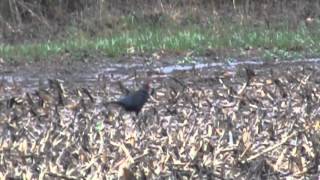 Black Pheasant [upl. by Lugar968]