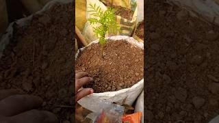 Ek hi gamle me phool aur sabjiya kaise ugaye🌺🌿garden gardningtips gardenplants [upl. by Hurd18]