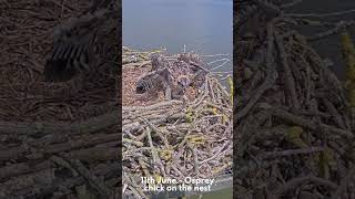 Osprey season in 60 seconds [upl. by Dolora]