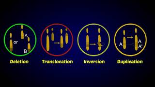 Chromosomal Aberrations [upl. by Adamek]