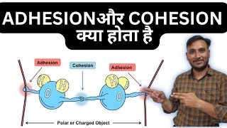 Adhesion aur cohesion kya hota hai  Adhesion cohesion  gear institute [upl. by Anniroc]