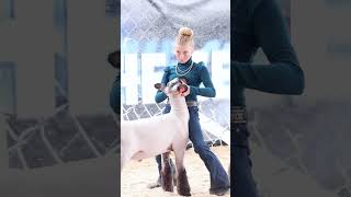 Karis showing her sheep at the Revival Livestock show sheep livestock [upl. by Graniela764]