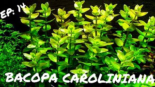 BEGINNER PLANT Bacopa Caroliniana [upl. by Dazhahs]