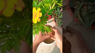 Mary gold plant repotting beautiful shorts gardening [upl. by Okramed433]